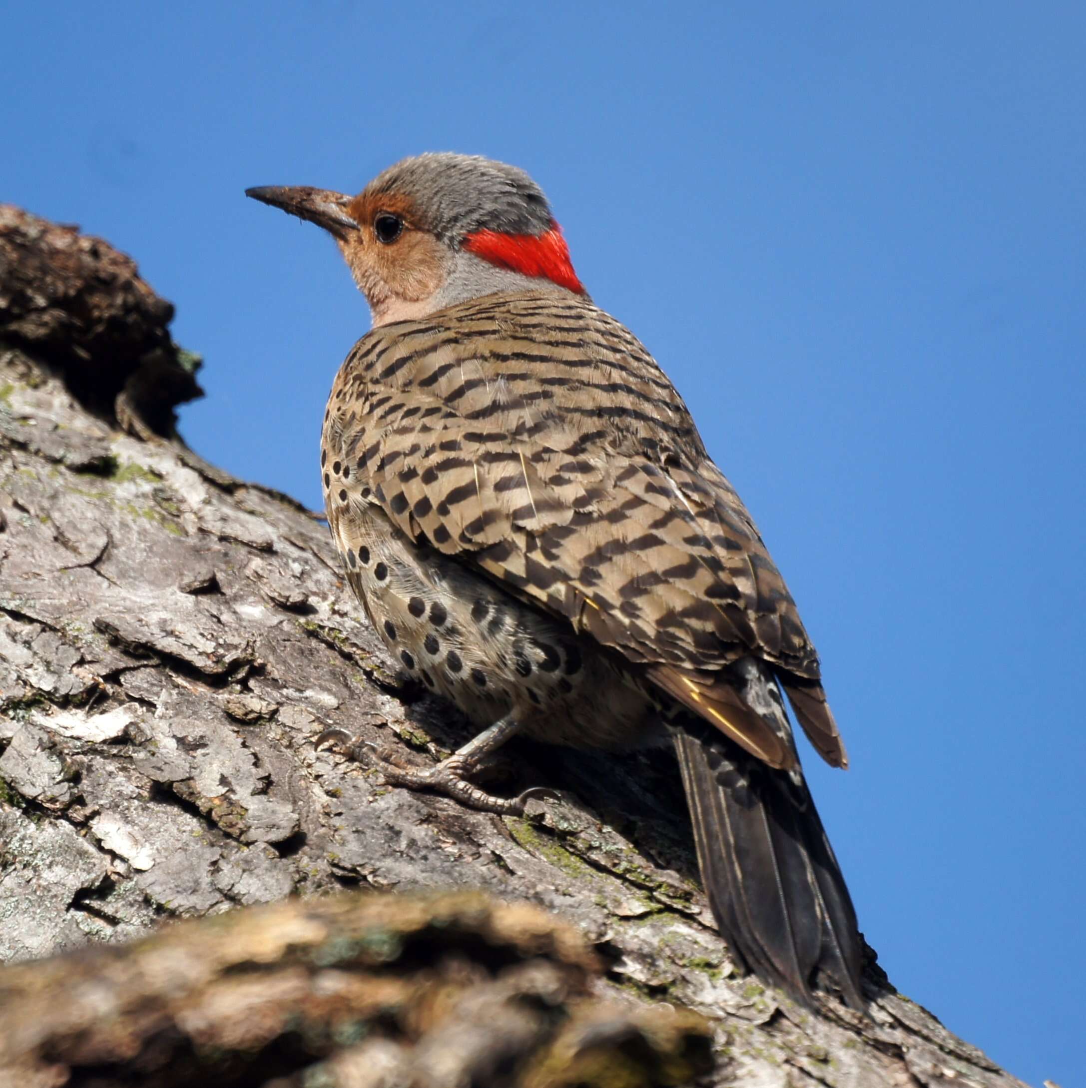 Image of Northern Flicker