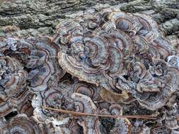 Image of Turkey Tail