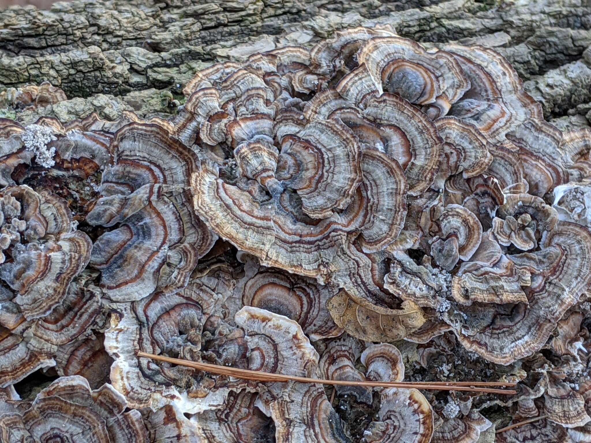 Image of Turkey Tail