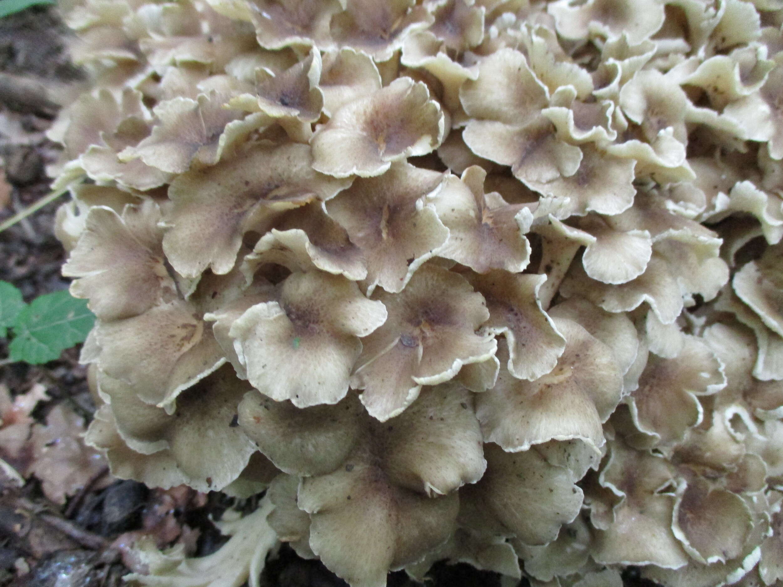 Image de Polypore en ombelle