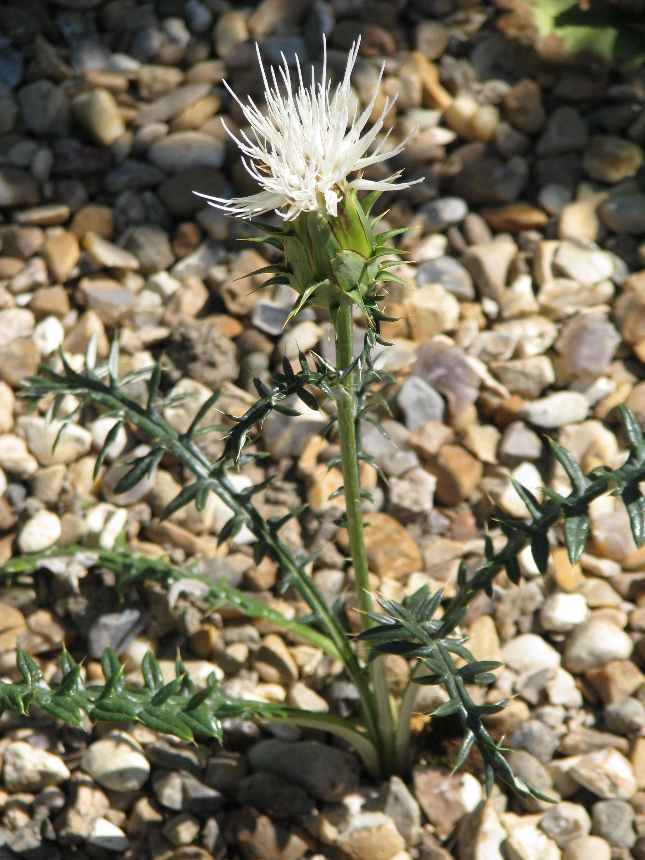 Image of Cynara humilis L.