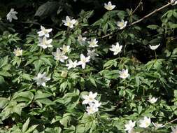 Imagem de Anemone nemorosa L.