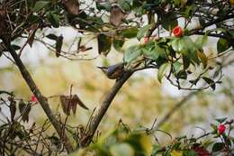 Image of Eurasian Nuthatch