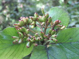 Image of Viburnum cotinifolium D. Don