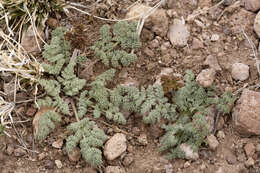 Image of desert biscuitroot