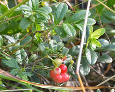 Image of lingonberry