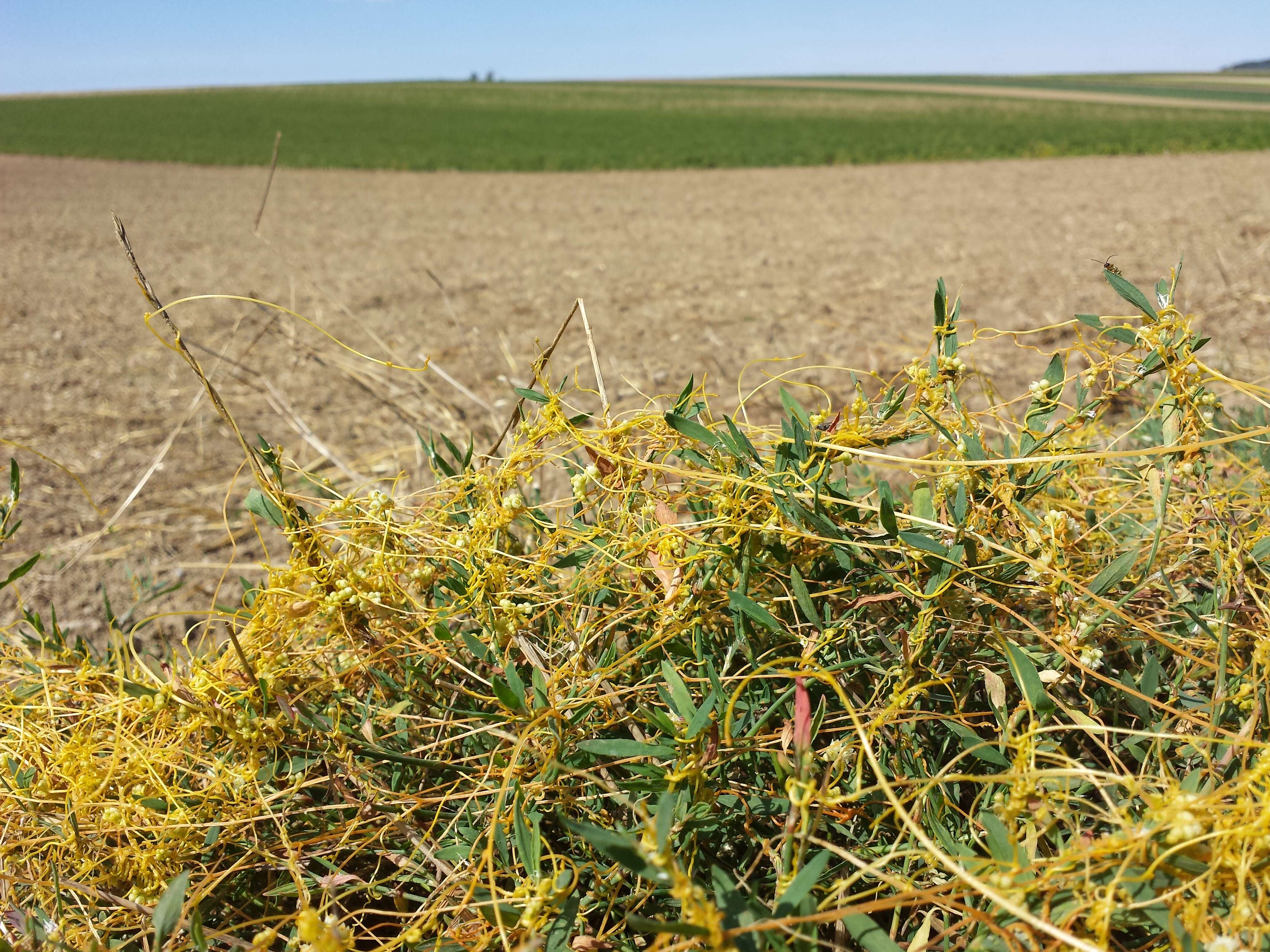 Image of Cuscuta campestris