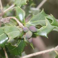 Image of holly osmanthus