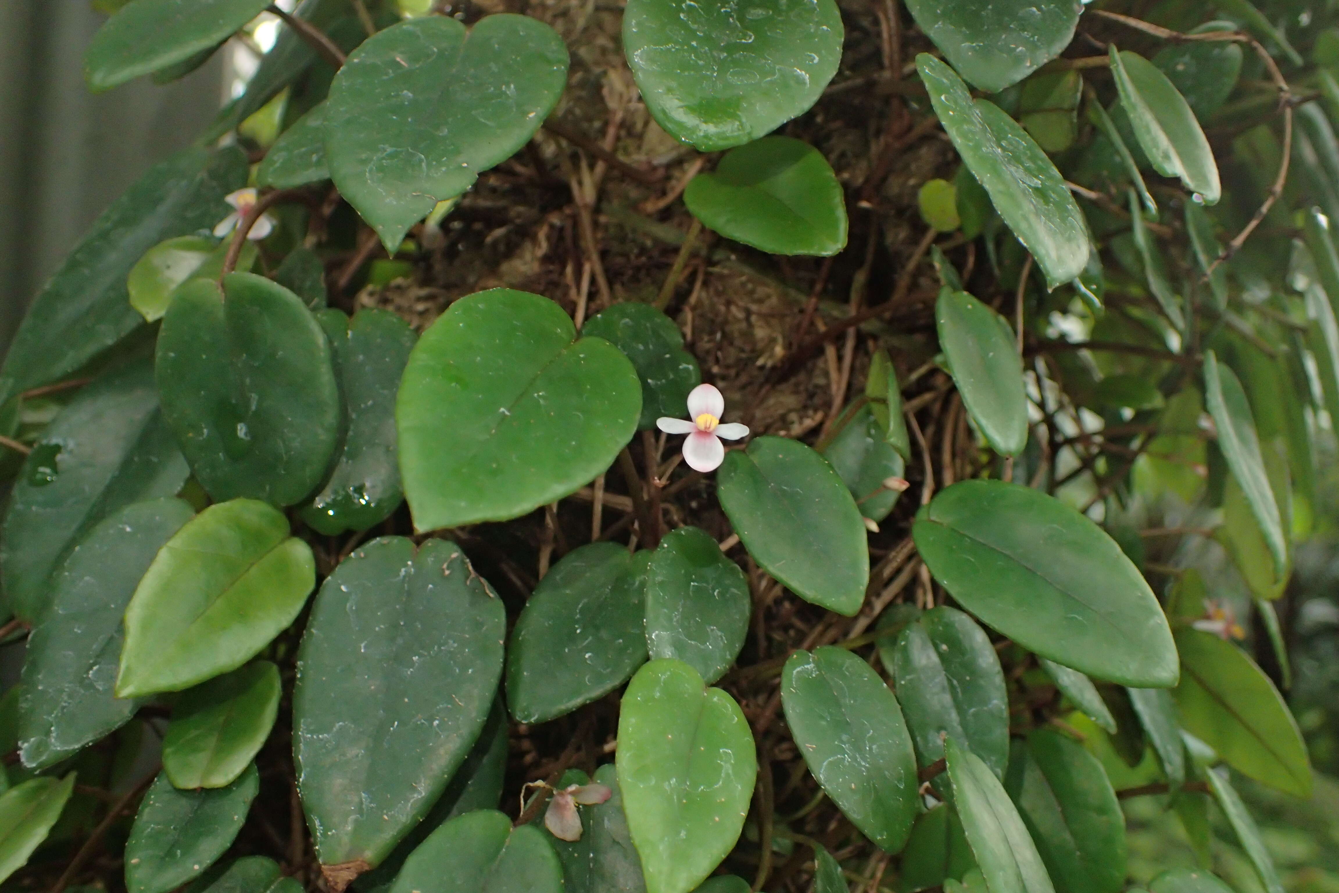 Слика од Begonia elaeagnifolia Hook. fil.