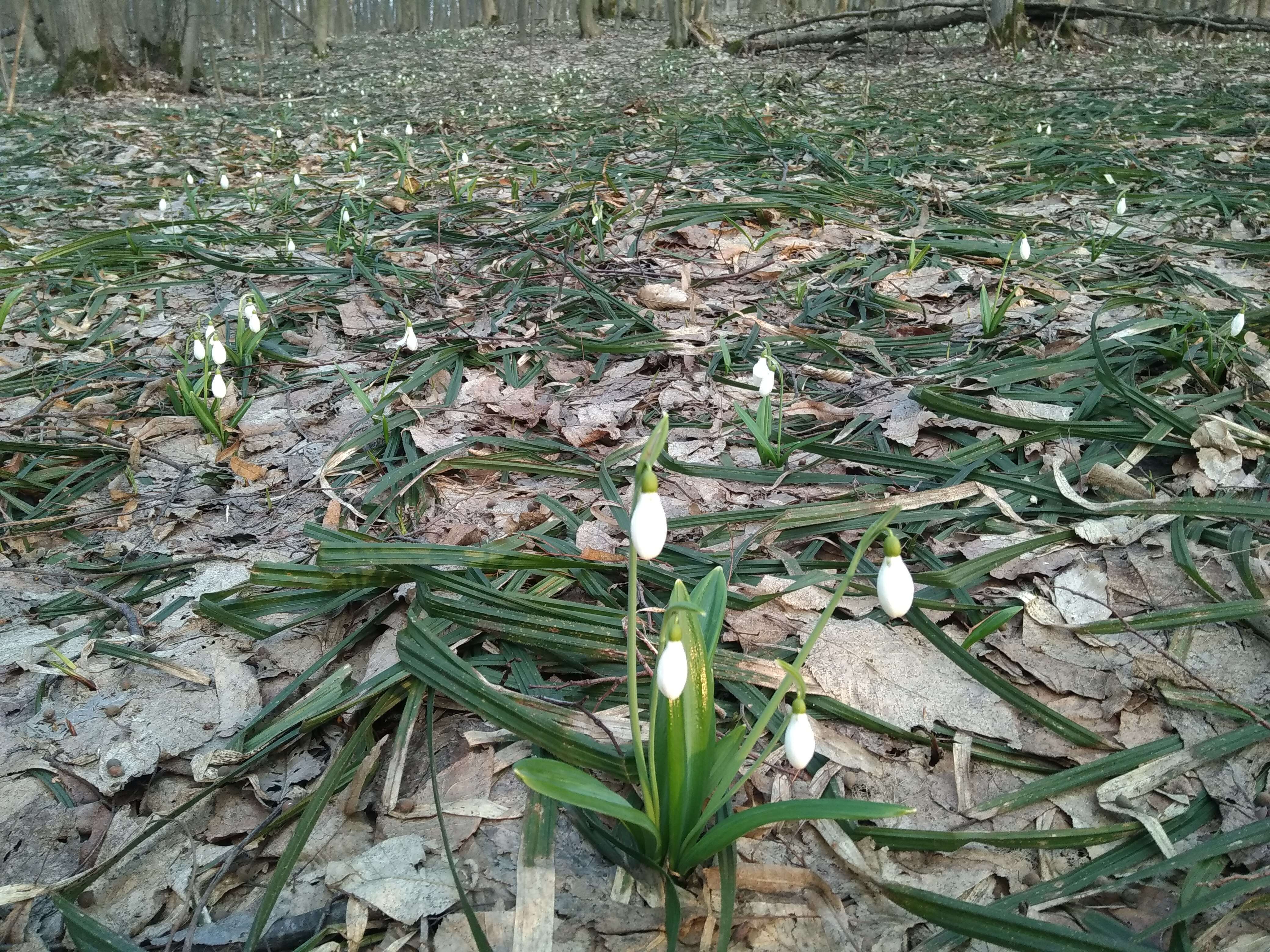 Image of Galanthus plicatus M. Bieb.