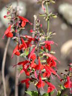 Image of Red sage