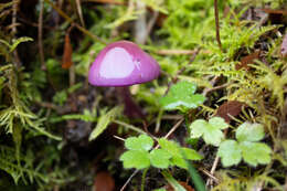 Image of Cortinarius magellanicus Speg. 1887