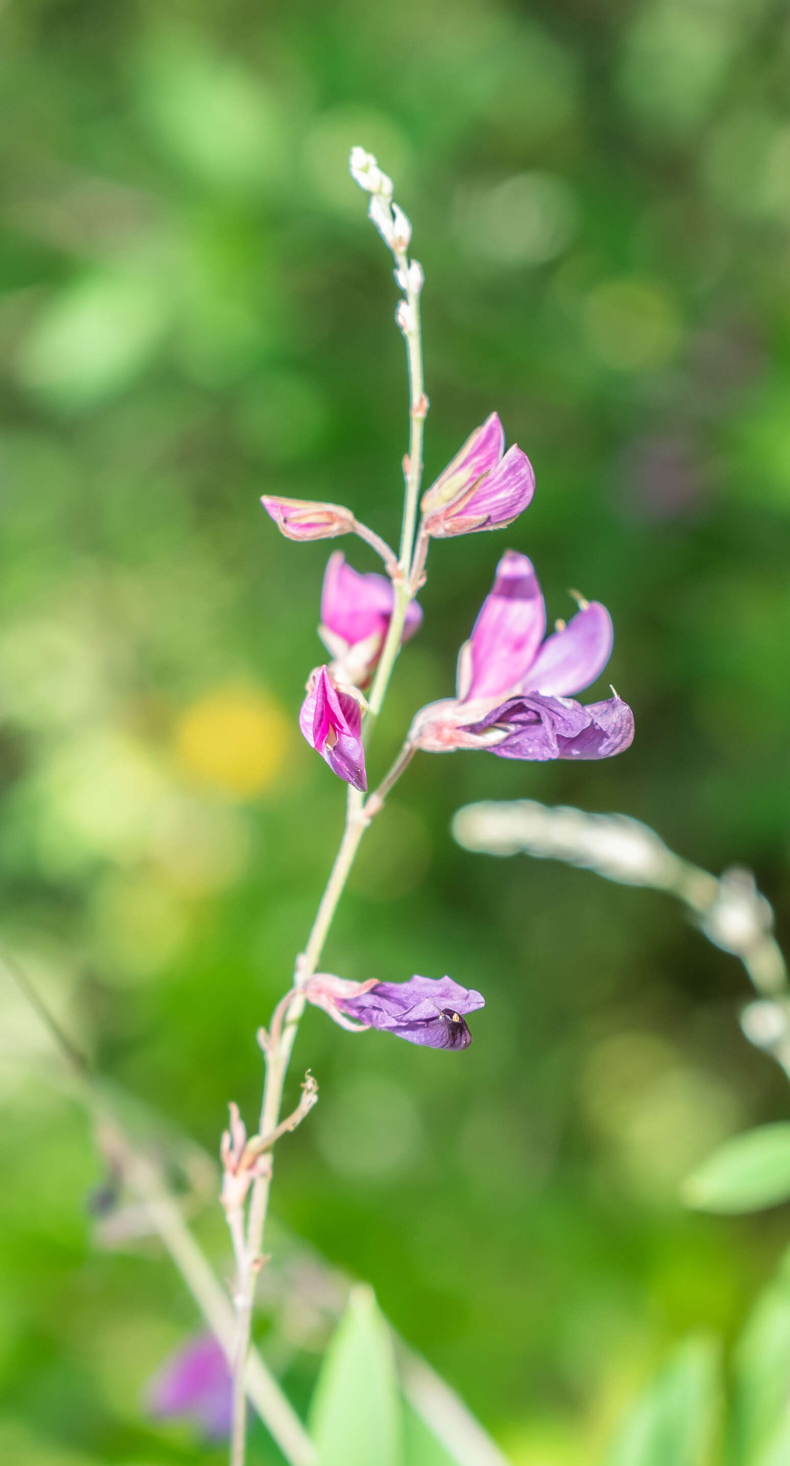 Image of bicolor lespedeza