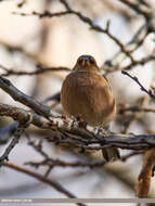 Image of Fringilla Linnaeus 1758