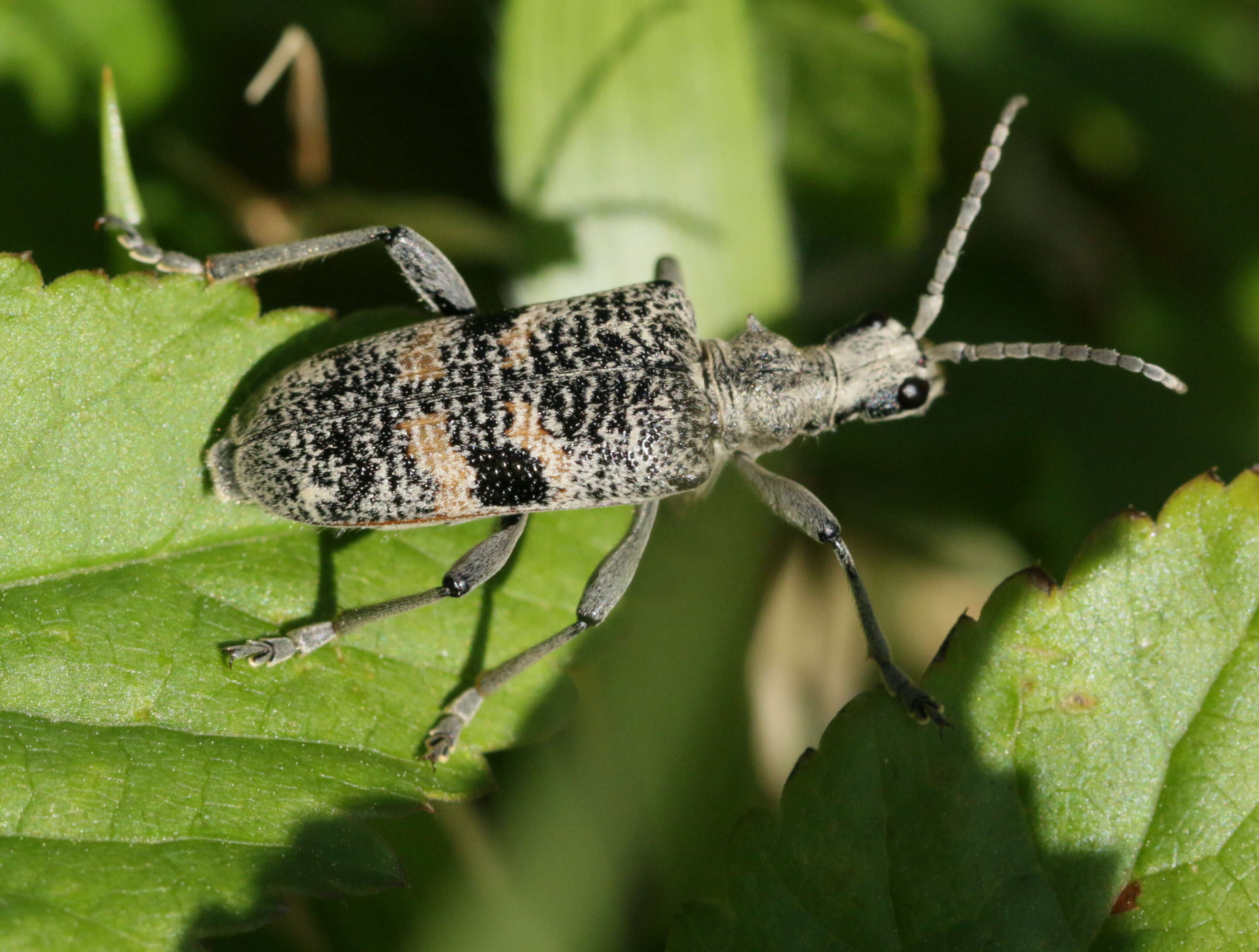 Image of Blackspotted Pliers Support Beetle