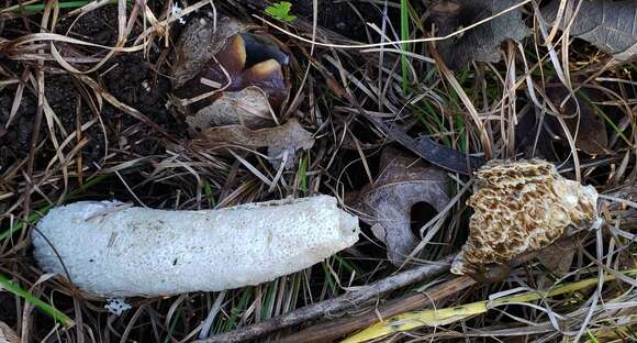 Image of Stinkhorn