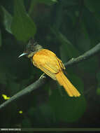 Image of Asian Paradise-Flycatcher