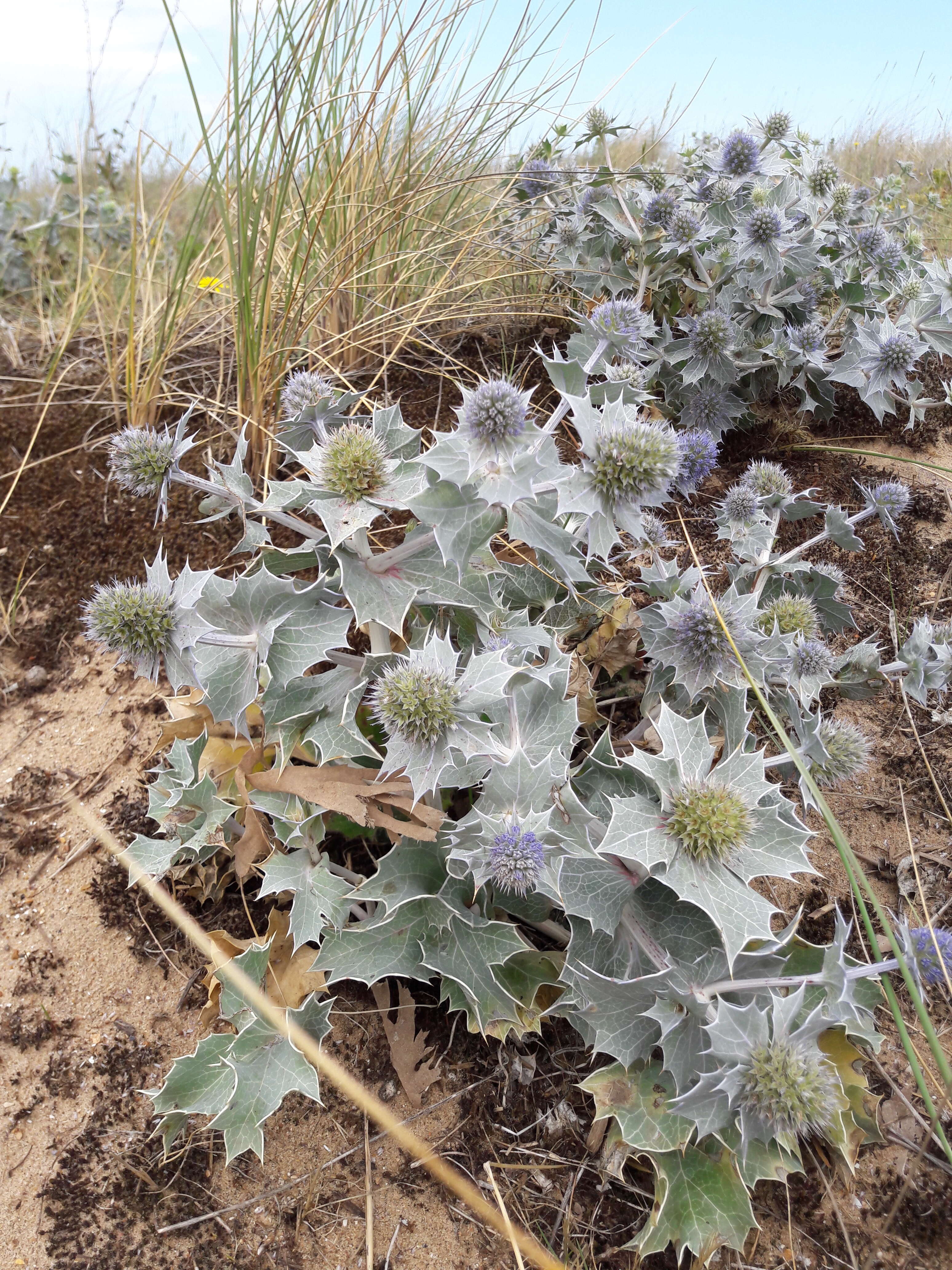 Image de Panicaut de mer