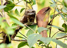 Image of Ceylon Frogmouth