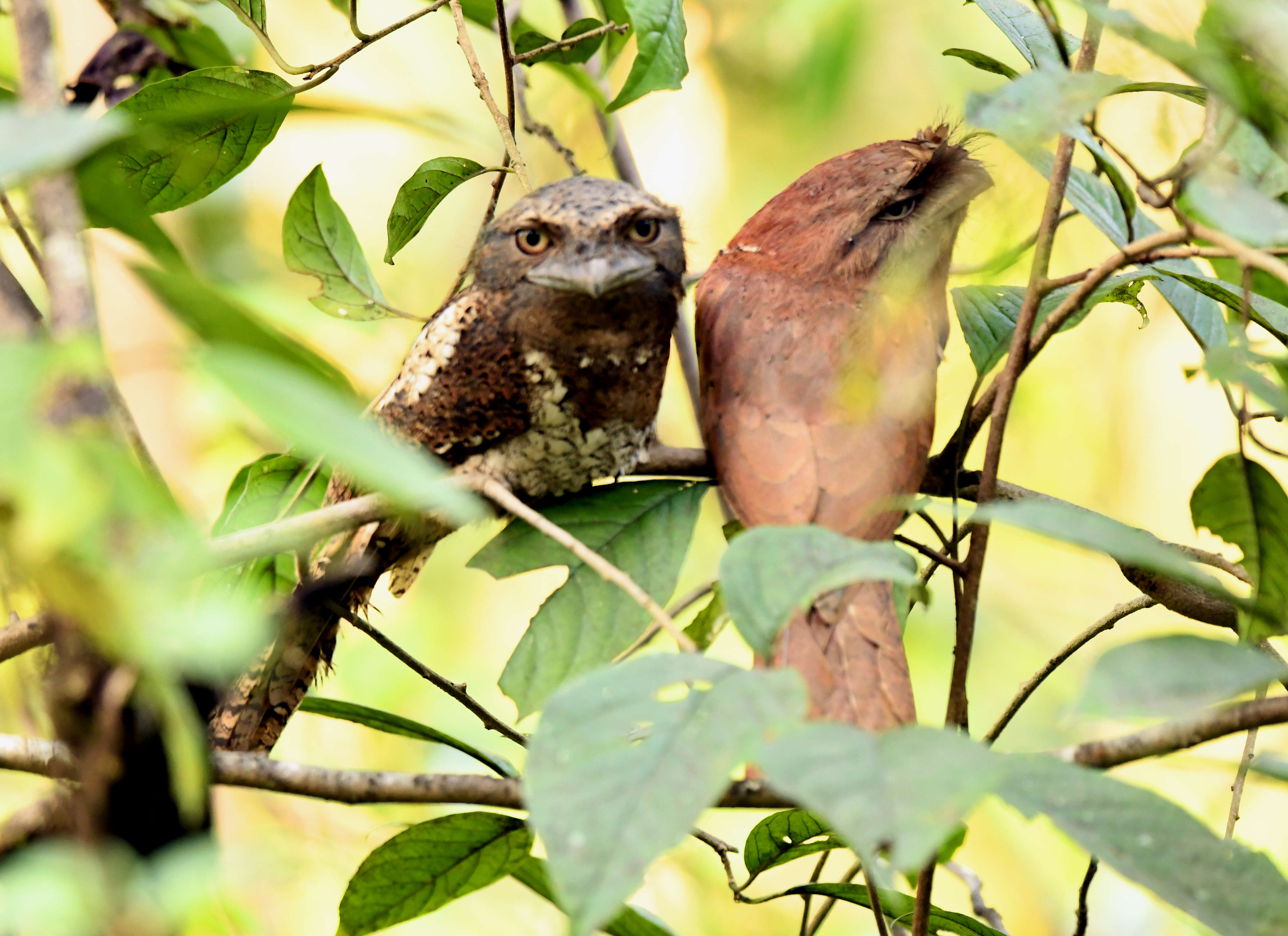 Image of Ceylon Frogmouth