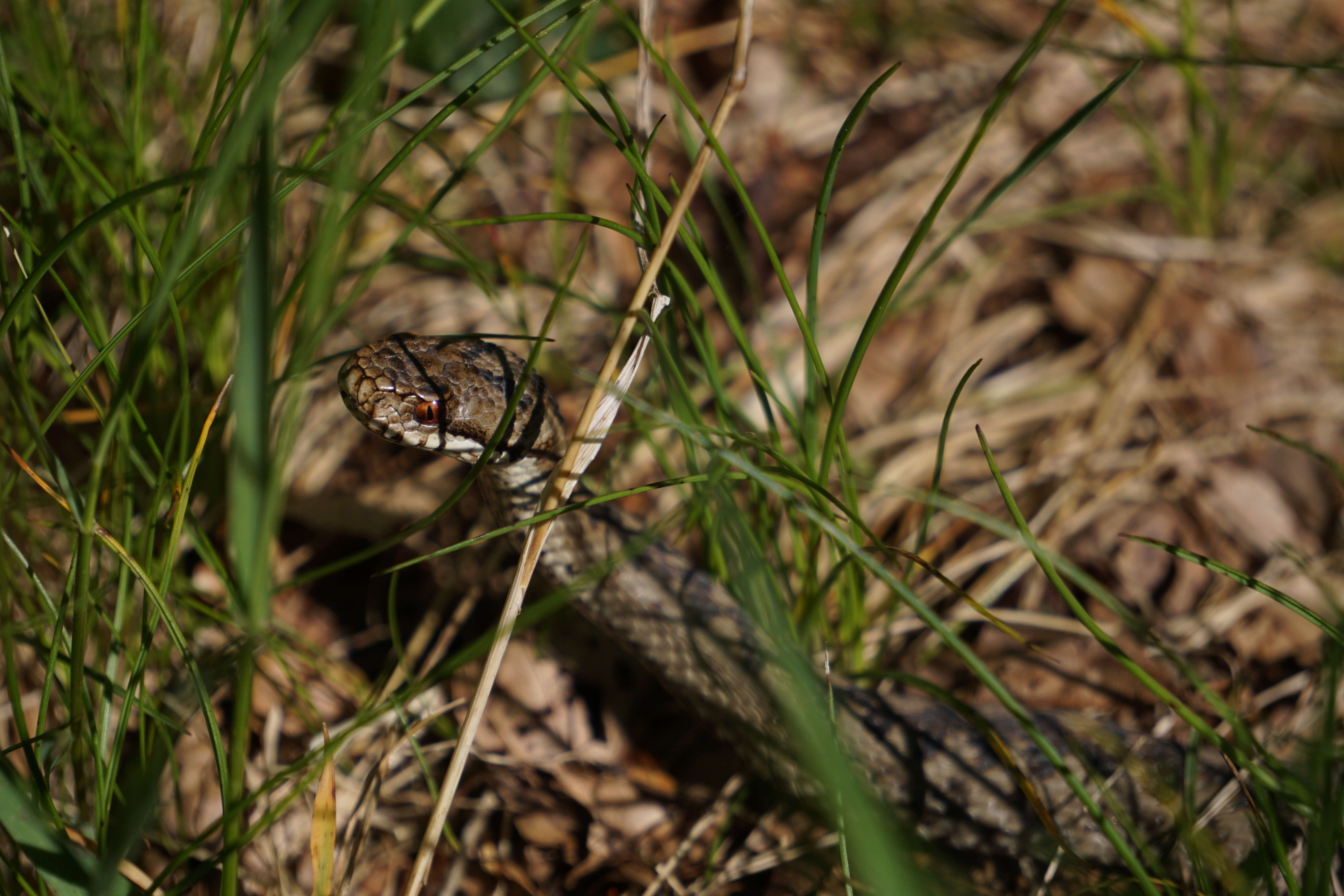 Image of Adder