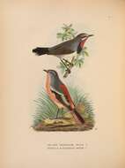 Image of Ala Shan Redstart