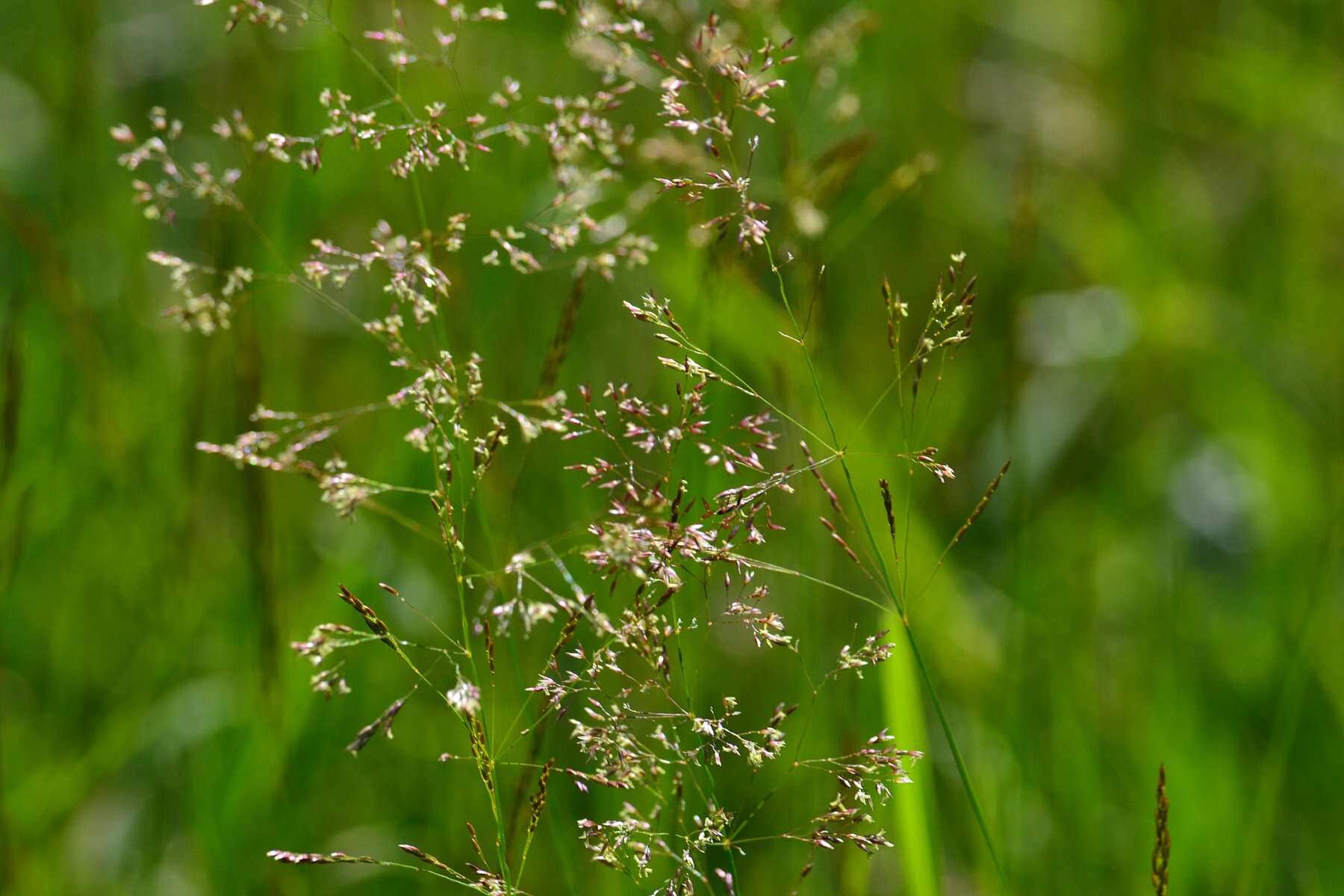 Image de Agrostis commun