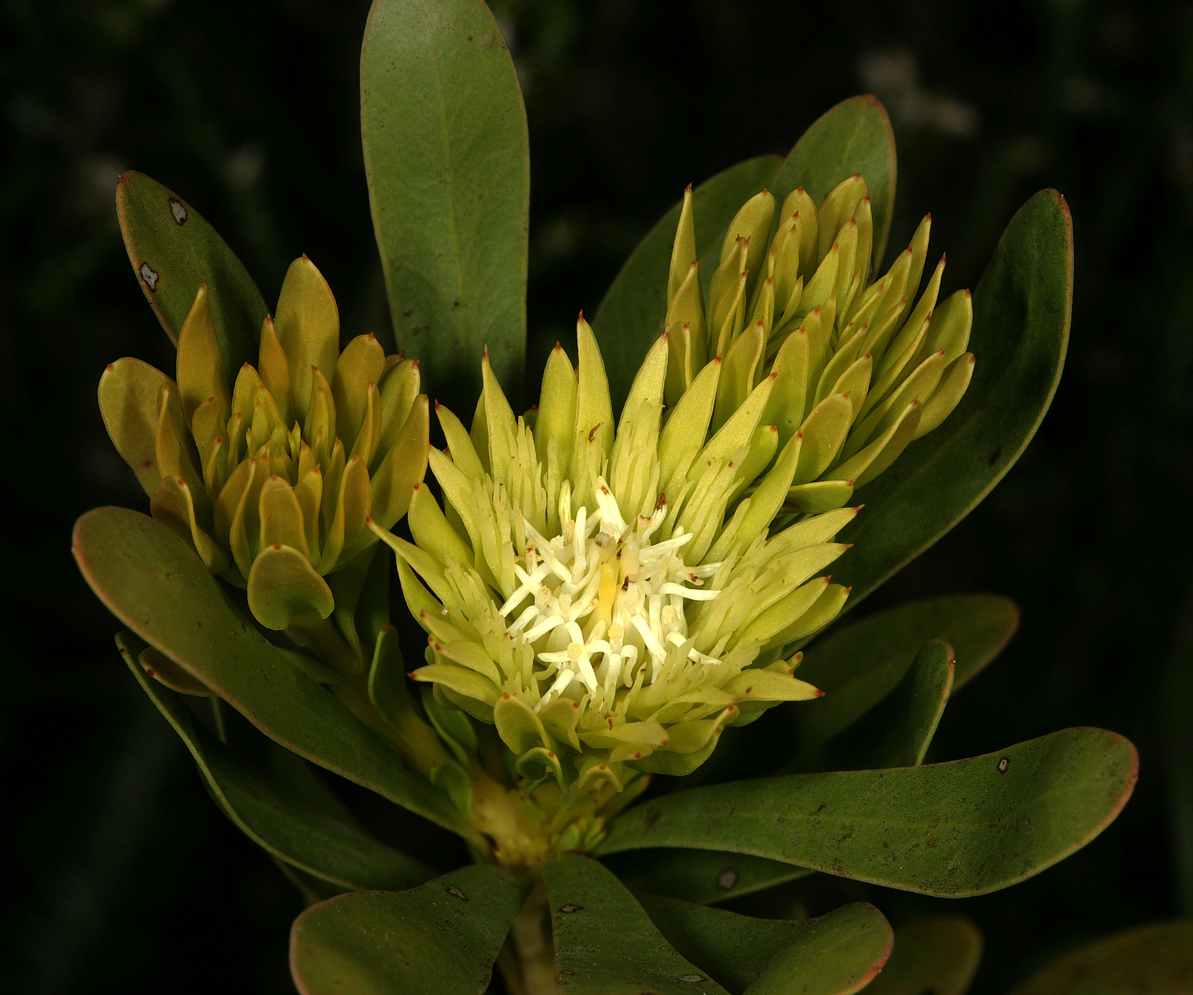 Image of Featherbush