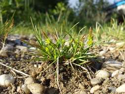 Image of Carex viridula