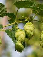 Image of common hop