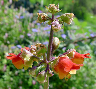 Scrophularia sambucifolia L. resmi