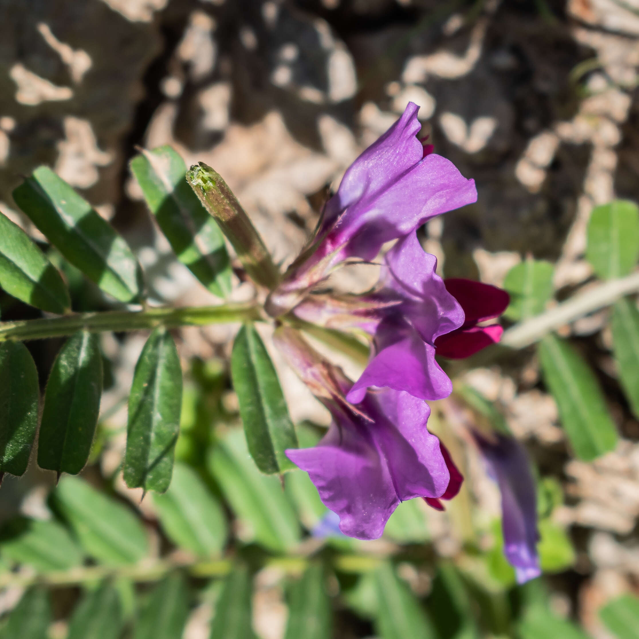 Image of Common Vetch