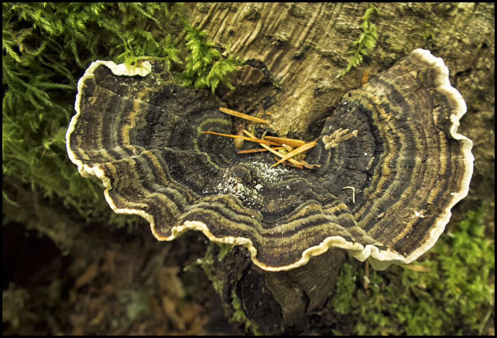 Image of Turkey Tail