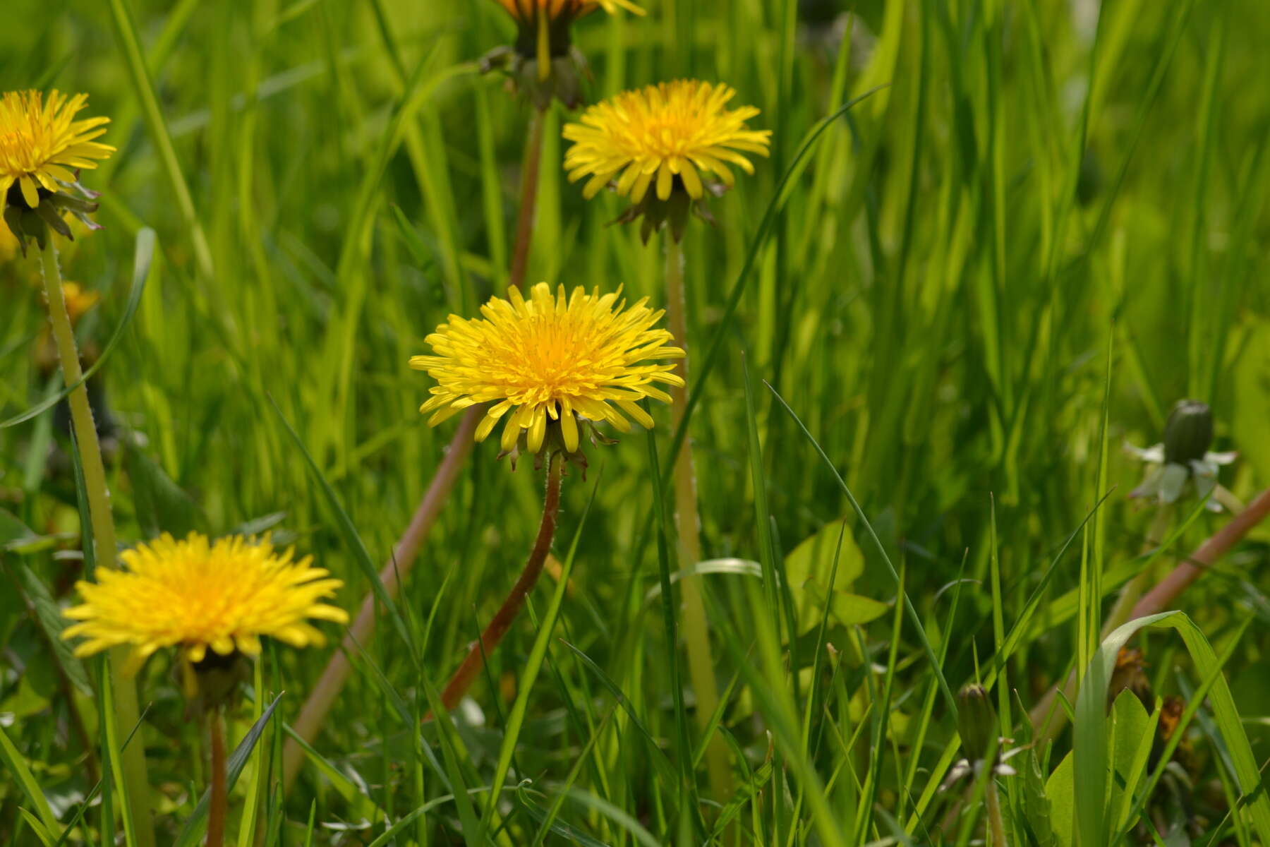 Image of Common Dandelion