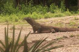 Image of Komodo Dragon