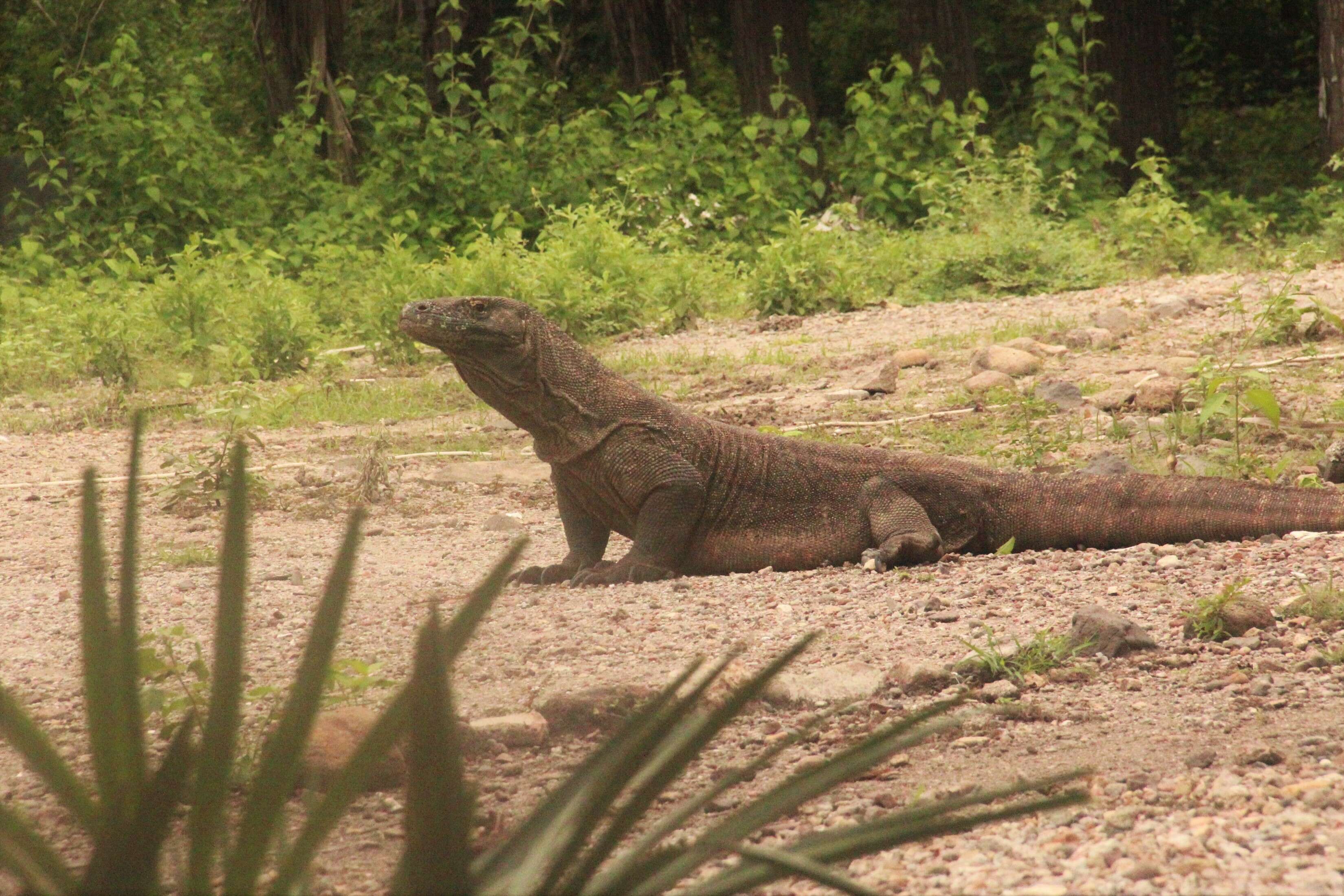 Image of Komodo Dragon