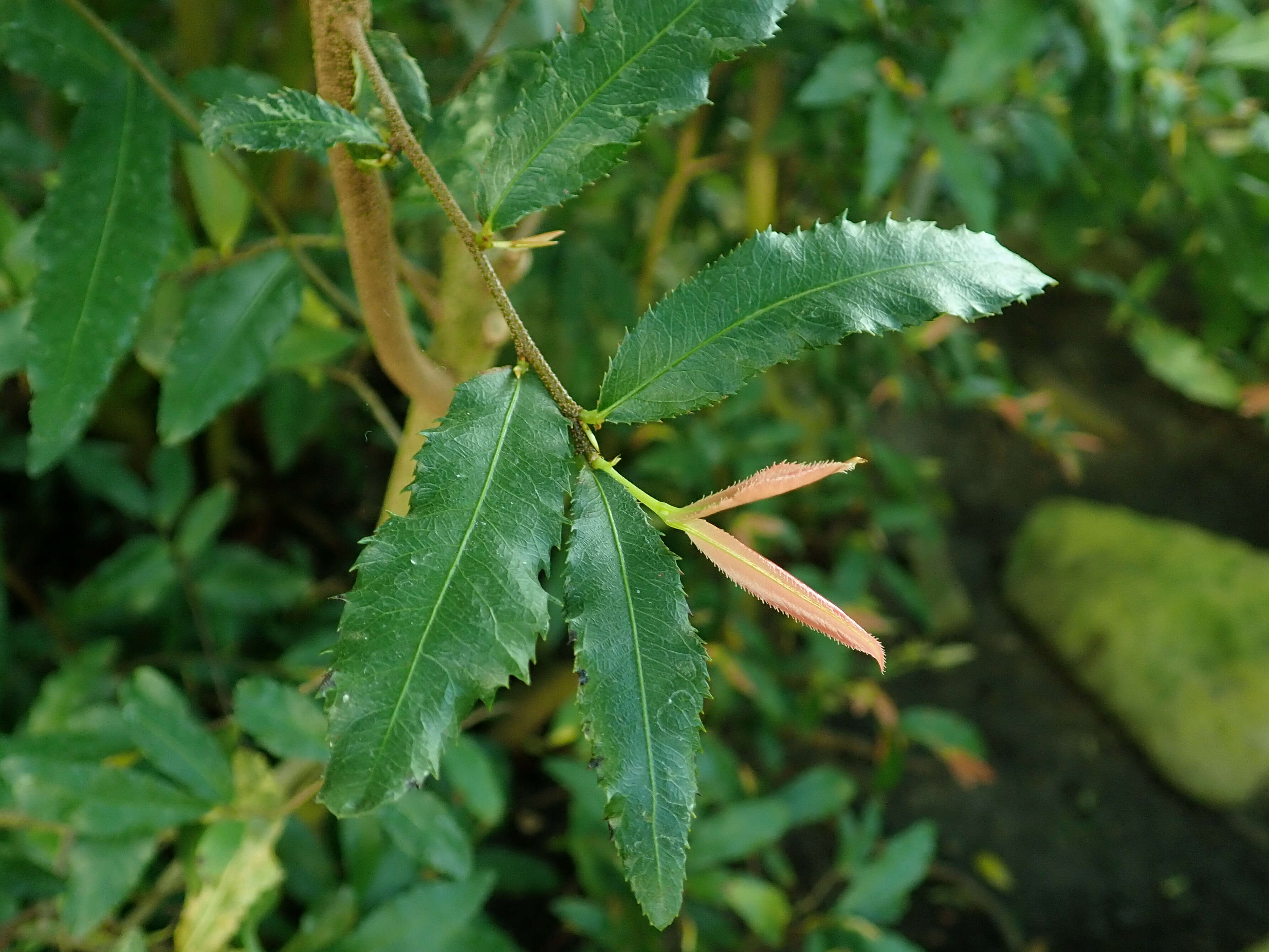 Image of Mickey Mouse plant