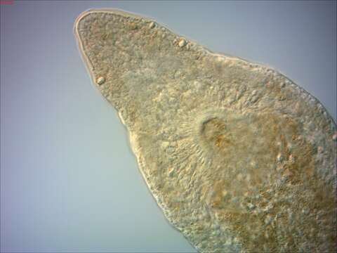 Image of Microstomum