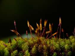 Image of macromitrium moss