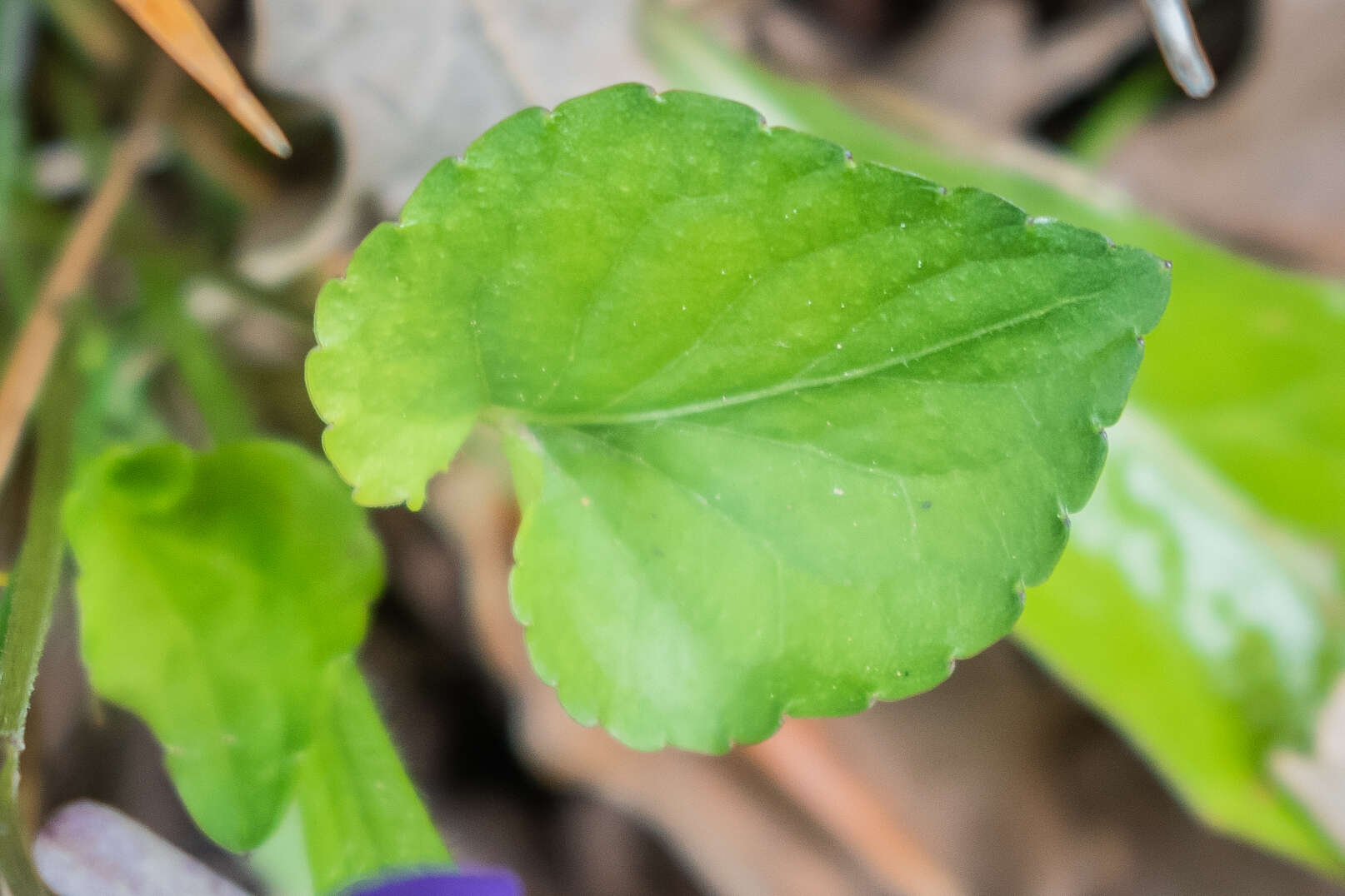 Image of common dog-violet