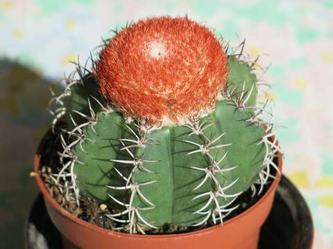 Image of Dwarf Turk's Cap Cactus