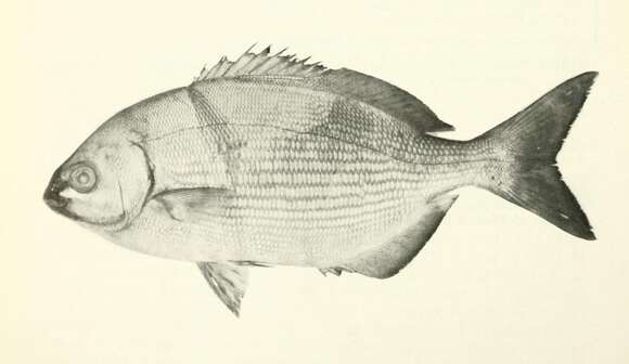 Image of Kyphosus