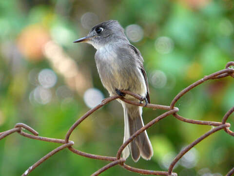 Image of Cuban Pewee