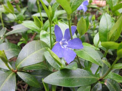 Image of Common Periwinkle