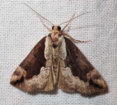 Image of Hypena baltimoralis