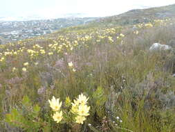 Image of Leucadendron gandogeri Schinz ex Gand.