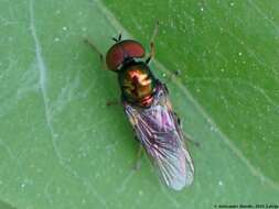 Image of Soldier fly