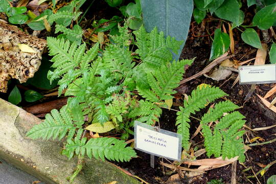 Image of Tectaria gemmifera (Fée) Alston