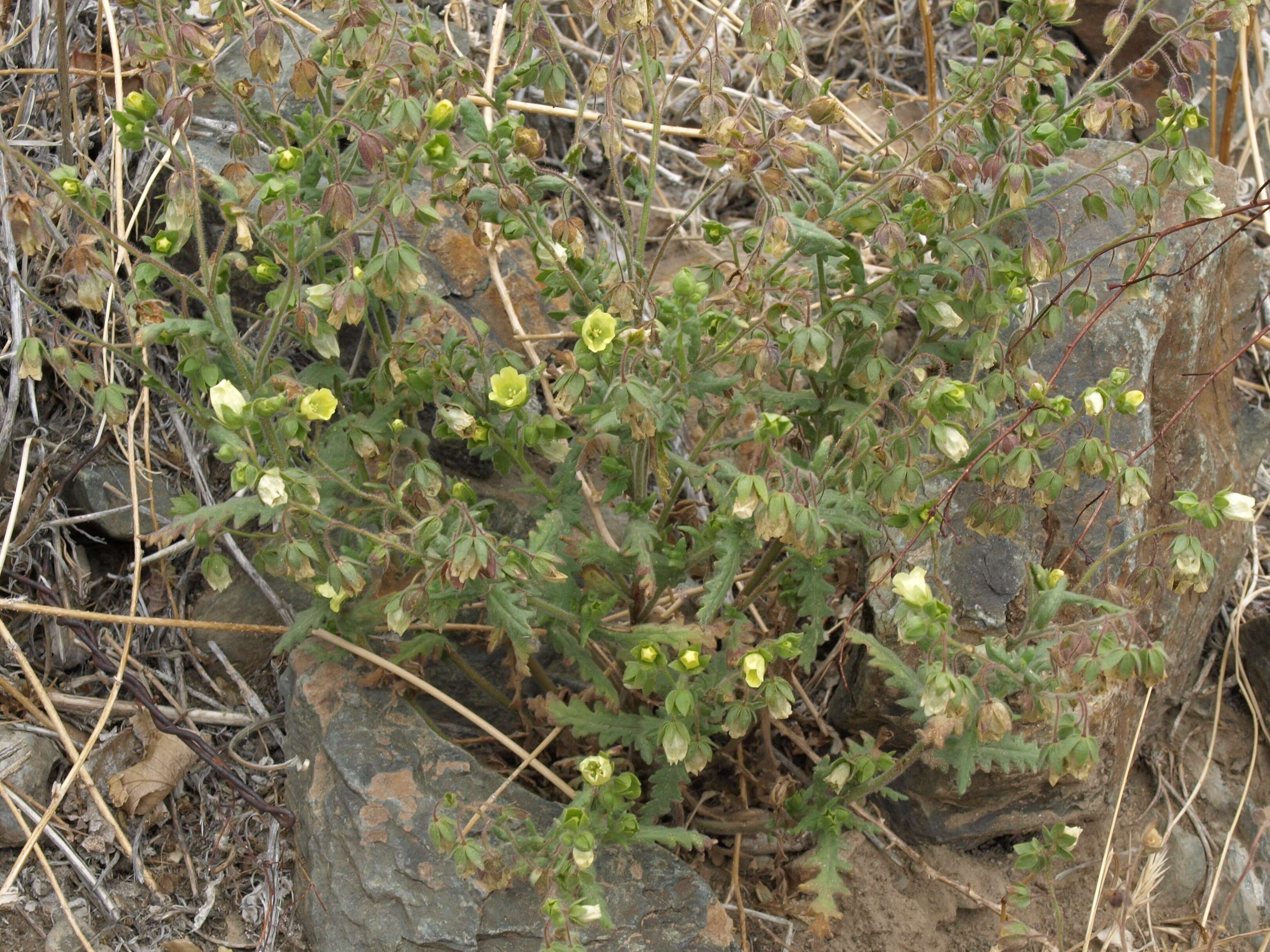 صورة Emmenanthe penduliflora Benth.