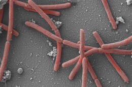 Image of Methanobacteriaceae